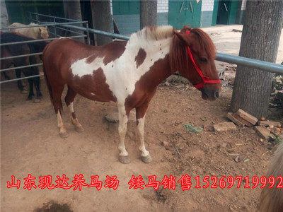 探尋滁州正規(guī)養(yǎng)馬場(chǎng) 馬匹價(jià)格與婚慶旅游用馬購買指南